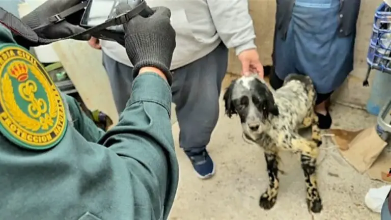 Uno de los perros incautados en Navarra. GUARDIA CIVIL