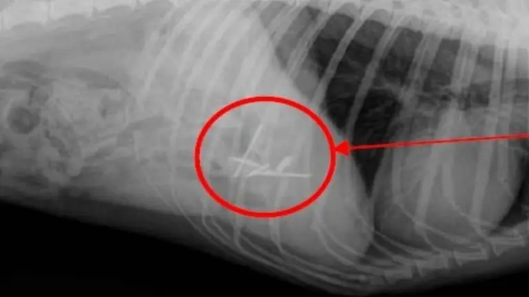 Radiograf&iacute;a del tracto digestivo del perro en la que se aprecian los clavos. POLIC&Iacute;A FORAL