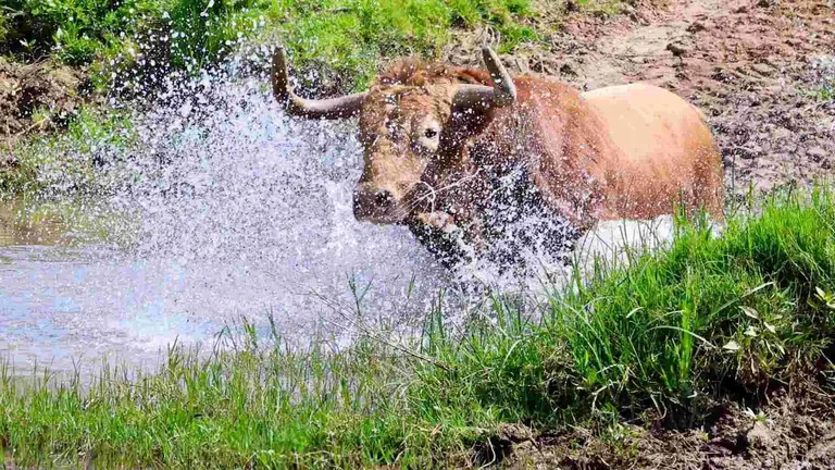 Zorzal, de La Palmosilla, el precioso toro melocot&oacute;n que correr&aacute; el encierro de San Ferm&iacute;n. ARSE Y AZPI