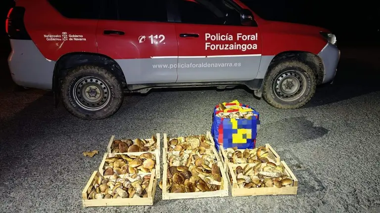 Hongos requisados en Ulzama. POLIC&Iacute;A FORAL