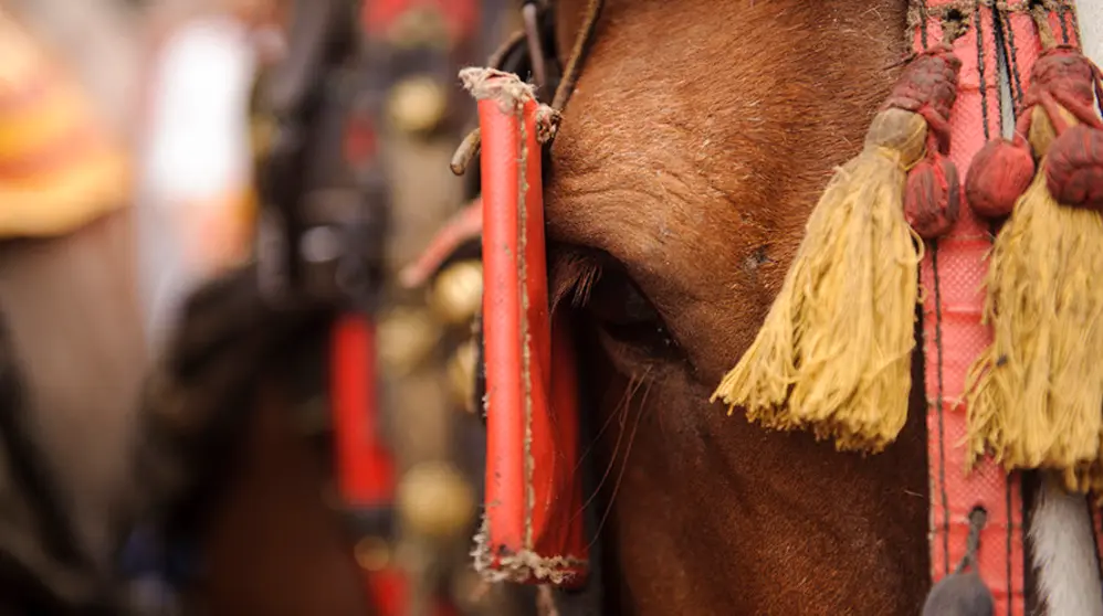 El paseo de las Mulillas hacia la Plaza de Toros. MIGUEL OS&Eacute;S_8