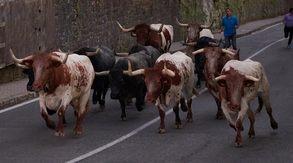 Encierrillo de los toros de José Escolar durante la tarde noche del 8 de julio en las fiestas de San Fermín 2022. PABLO LASAOSA