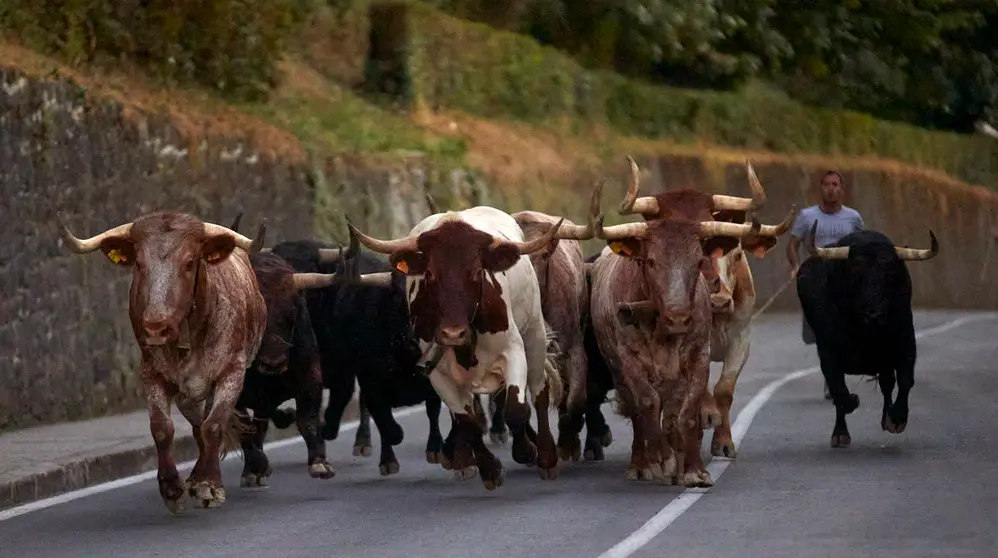 Encierrillo de los toros de la ganadería de Jandilla que protagonizarán el encierro del martes 12 de julio durante las fiestas de San Fermín 2022. IÑIGO ALZUGARAY