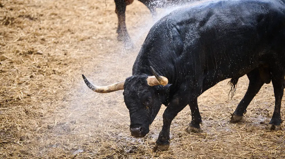 Los toros de Fuente Ymbro para la corrida del 10 de julio de San Ferm&iacute;n 2024, en los corrales del Gas de Pamplona. PABLO LASAOSA
