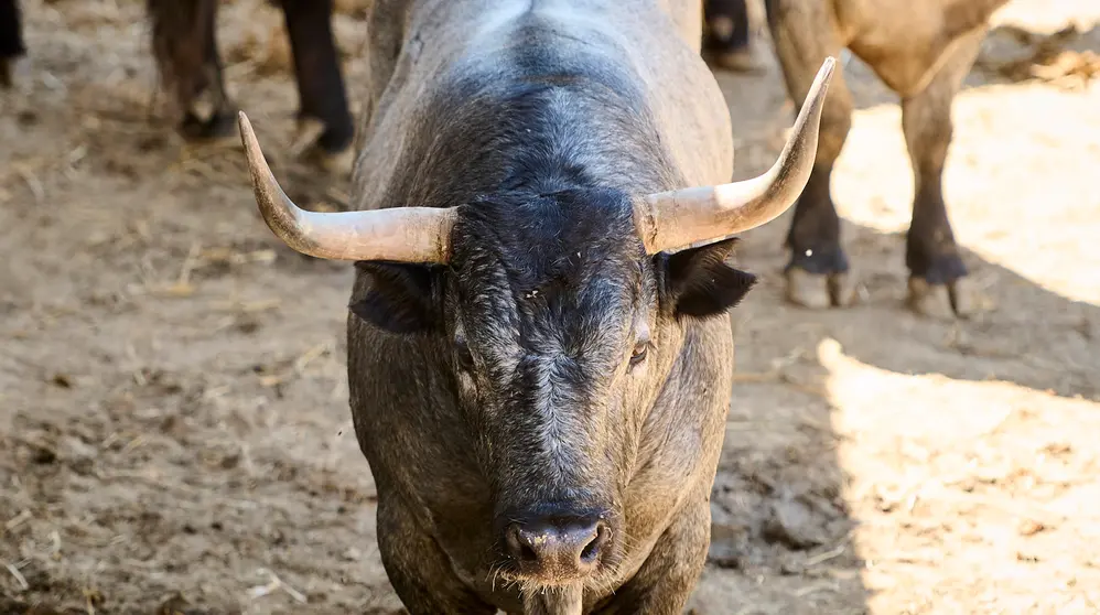 El toro Escribano (N&ordm; 23) de la ganader&iacute;a de Jos&eacute; Escolar (13 de julio), c&aacute;rdeno bragado y de 595 kilos de peso en los Corrales del Gas de Pamplona. PABLO LASAOSA