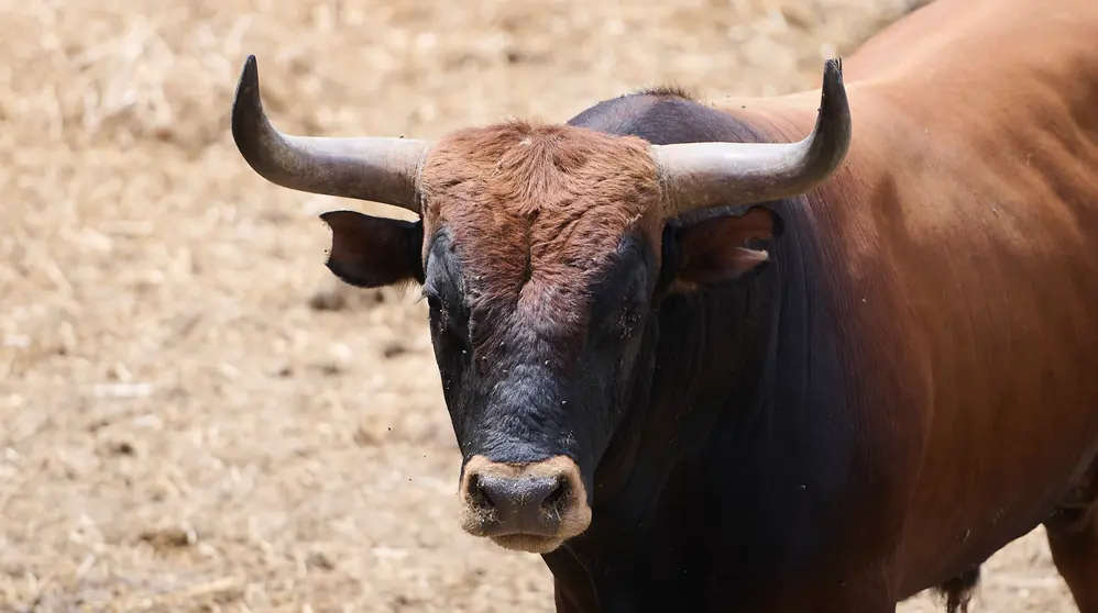 El toro Estornino (N&ordm; 51) de la ganader&iacute;a de Miura (14 de julio), casta&ntilde;o bragado corrido codillero y de 640 kilos de peso en los Corrales del Gas de Pamplona. PABLO LASAOSA