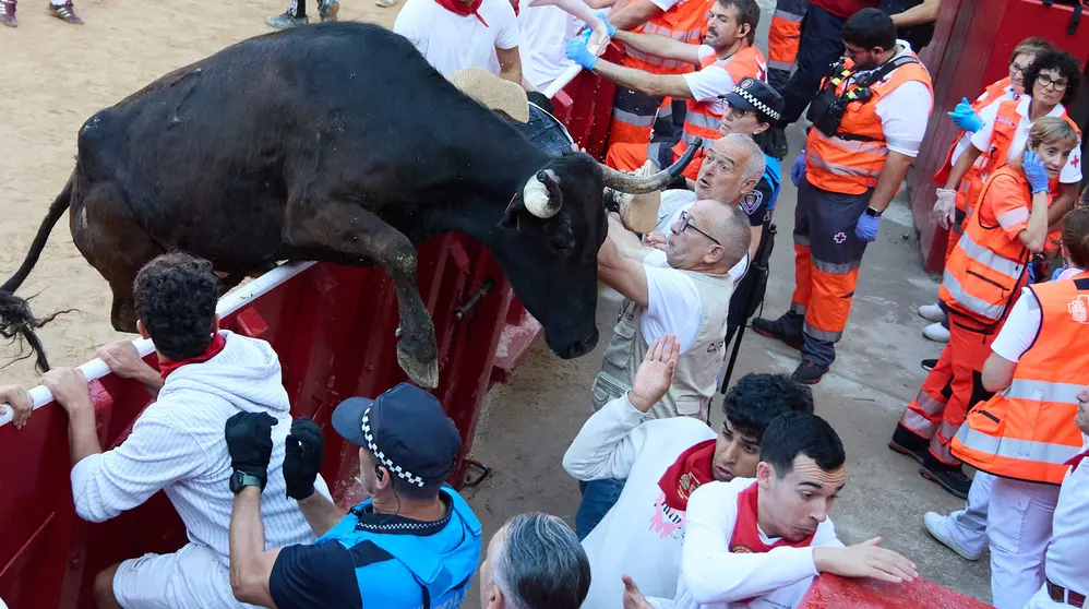 Suelta de vaquillas en la Plaza de Toros de Pamplona tras el séptimo encierro de San Fermín 2025 con toros de la ganadería de La Palmosilla. IÑIGO ALZUGARAY