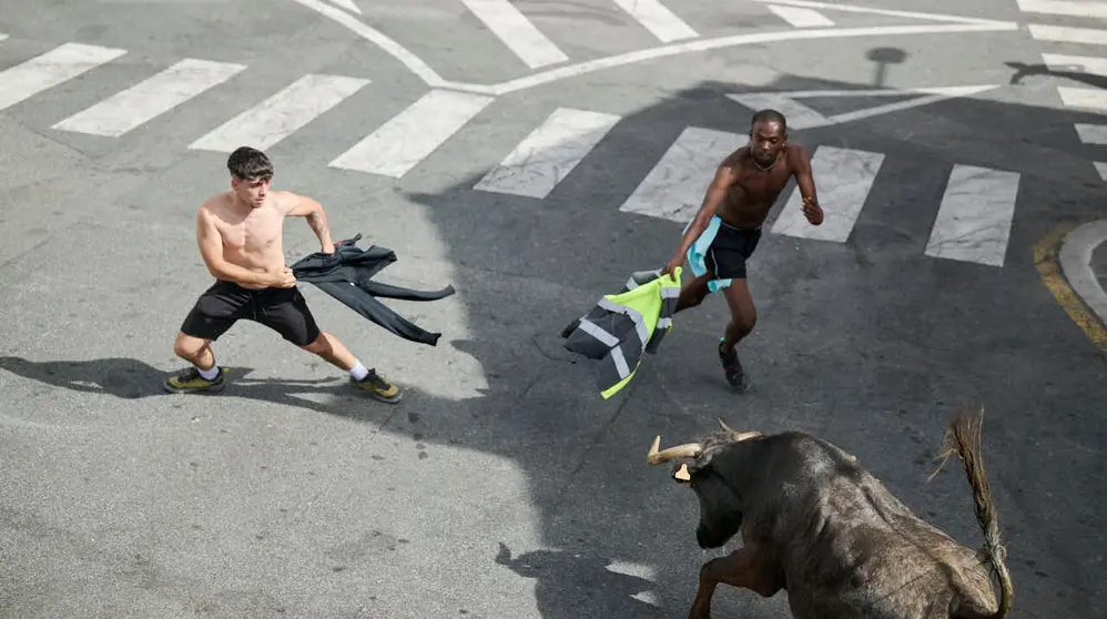 Suelta de vacas por las calles en fiestas de Mutilva 2026. PABLO LASAOSA