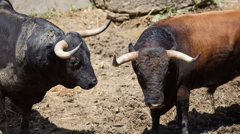 Toros de la ganader&iacute;a de Victoriano del R&iacute;o (9 de julio), en los Corrales del Gas de Pamplona para San Ferm&iacute;n 2026. I&Ntilde;IGO ALZUGARAY