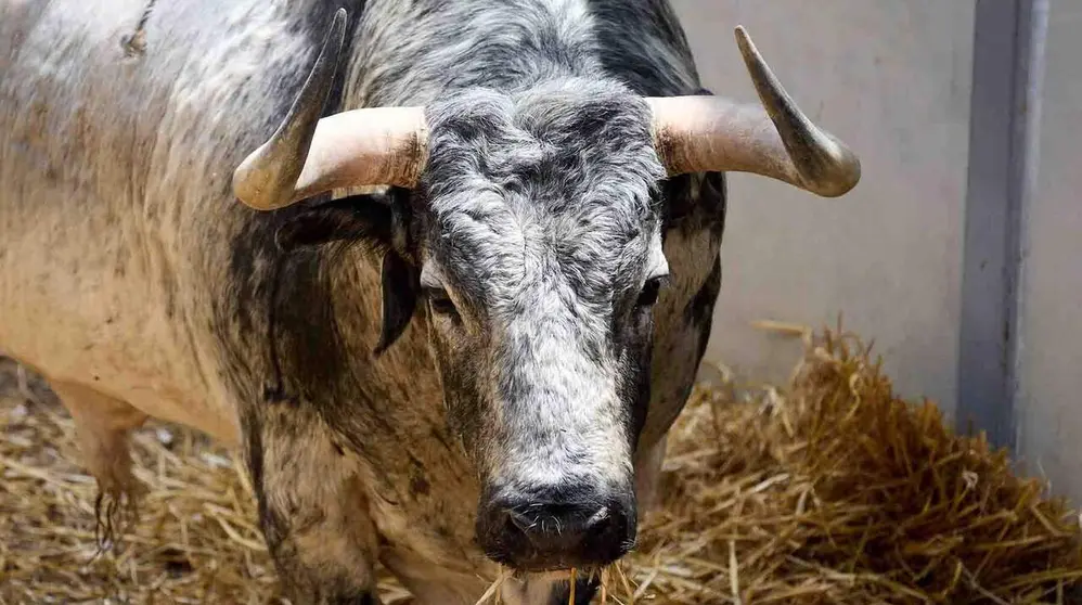 El toro 'Fil&oacute;sofo' (n&ordm; 64) de la ganader&iacute;a de Cebada Gago (8 de julio), c&aacute;rdeno claro, y de 565 kilos de peso, en los Corrales del Gas de Pamplona para San Ferm&iacute;n 2026. I&Ntilde;IGO ALZUGARAY