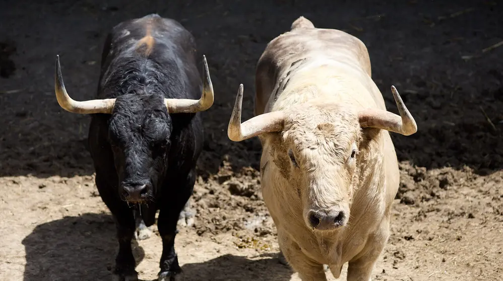 Toros de la ganader&iacute;a de Fuente Ymbro (7 de julio), en los Corrales del Gas de Pamplona para San Ferm&iacute;n 2026. I&Ntilde;IGO ALZUGARAY