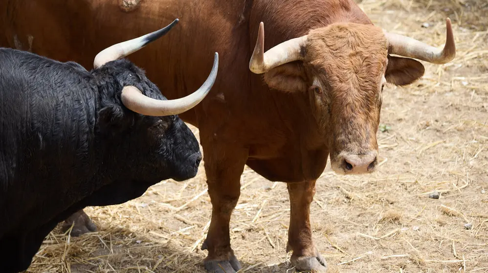 Toros de la ganader&iacute;a de &Aacute;lvaro N&uacute;&ntilde;ez (10 de julio), en los Corrales del Gas de Pamplona para San Ferm&iacute;n 2026. I&Ntilde;IGO ALZUGARAY