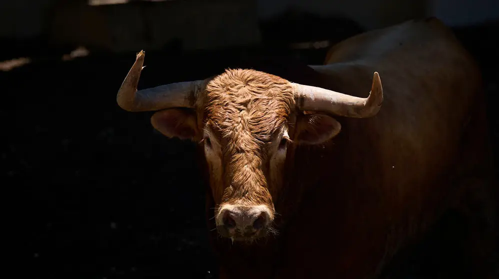 Toros de la ganader&iacute;a de La Palmosilla (12 de julio), en los Corrales del Gas de Pamplona para San Ferm&iacute;n 2026. PABLO LASAOSA