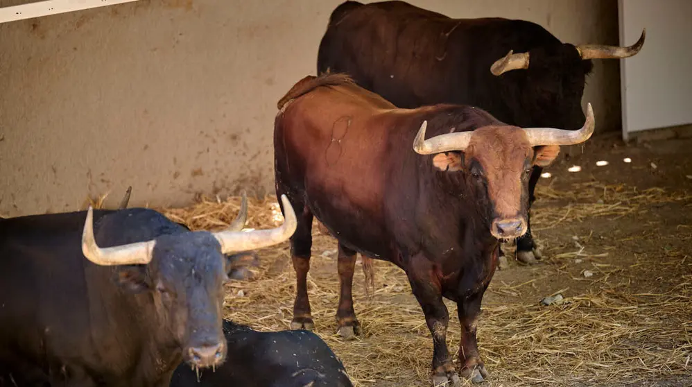 Toros de la ganader&iacute;a de Jandilla en los Corrales del Gas de Pamplona para San Ferm&iacute;n 2026. PABLO LASAOSA