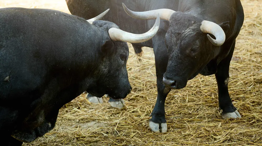 Toros de la ganader&iacute;a de Miura en los Corrales del Gas de Pamplona para San Ferm&iacute;n 2026. I&Ntilde;IGO ALZUGARAY