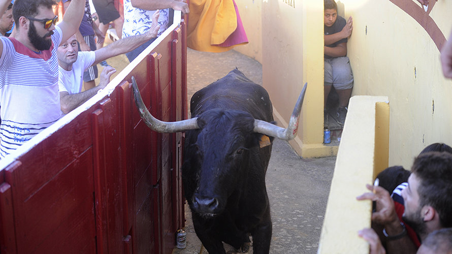 Los animales de El Pincha no defraudan este domingo en Lodosa con un toro ensogado incansable y una vaca saltarina. MIGUEL OSÉS (1)