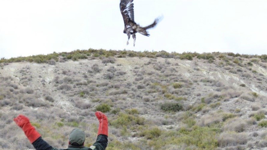 Hegoi', un águila real de 2 metros sobrevuela Navarra: este macho...