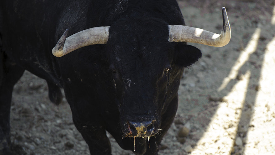 Los toros del Puerto de San Lorenzo para el tercer encierro de San Fermín 2017 descansan en los corrales del Gas de Pamplona. MIGUEL OSÉS