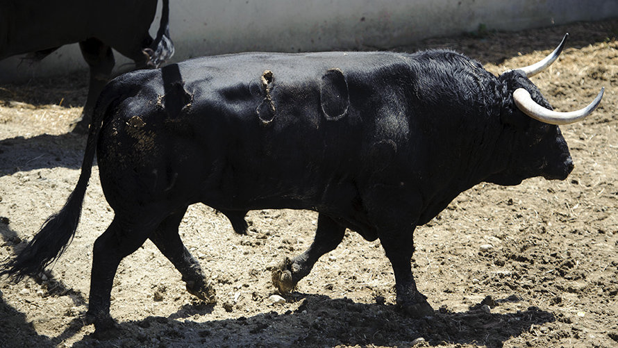Los toros del Puerto de San Lorenzo para el tercer encierro de San Fermín 2017 descansan en los corrales del Gas de Pamplona. MIGUEL OSÉS