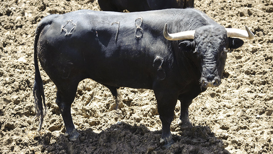 Los toros del Puerto de San Lorenzo para el tercer encierro de San Fermín 2017 descansan en los corrales del Gas de Pamplona. MIGUEL OSÉS