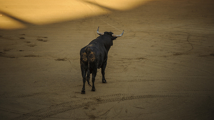 Desencajonamiento de los toros que correrán los encierros y se lidiaran en la feria de Tafalla de 2017. MIGUEL OSÉS (1)