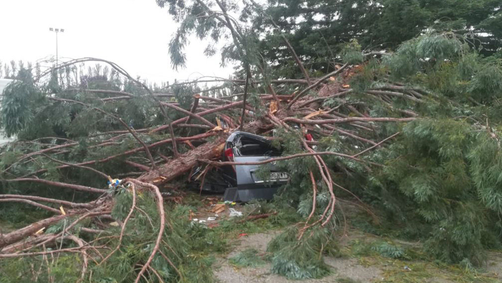 La Universidad de Navarra tras caer un árbol en el campus: 'Hay cierta preocupación por los heridos'