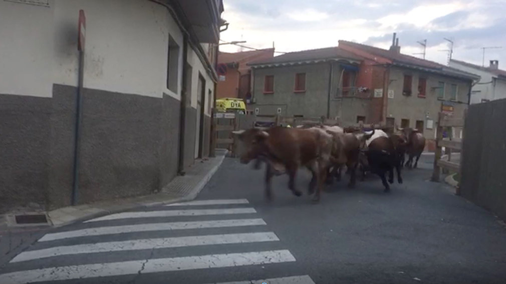 EN VÍDEO - La primera de sus carreras: los toros de Merino enfilan el encierrillo de Sangüesa