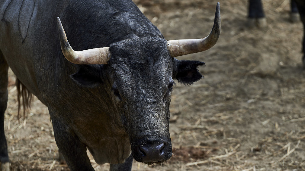 Veletos y cárdenos: los toros de José Escolar para el 9 de julio descansan en los corrales del Gas