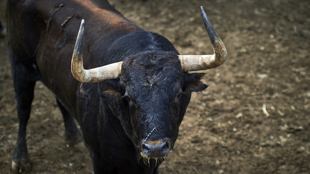 Capas variadas y pitones astifinos: los toros de Cebada Gago para el 8 de julio ya están en la Rochape