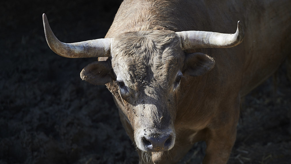 Los toros de las figuras del 12 de julio, en los corrales del Gas: los de Núñez del Cuvillo son los más variados de capas