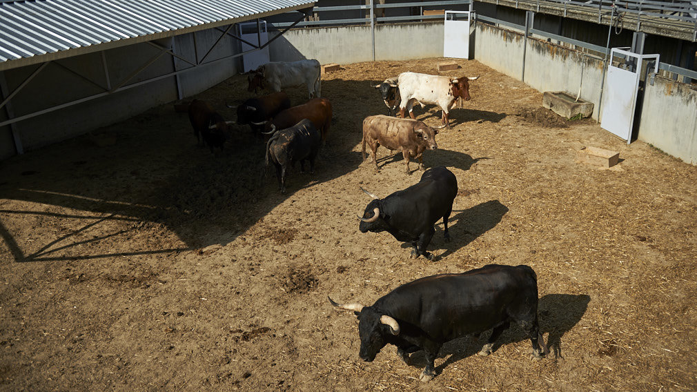 La manada de los Núñez del Cuvillo para su décimo aniversario en Pamplona