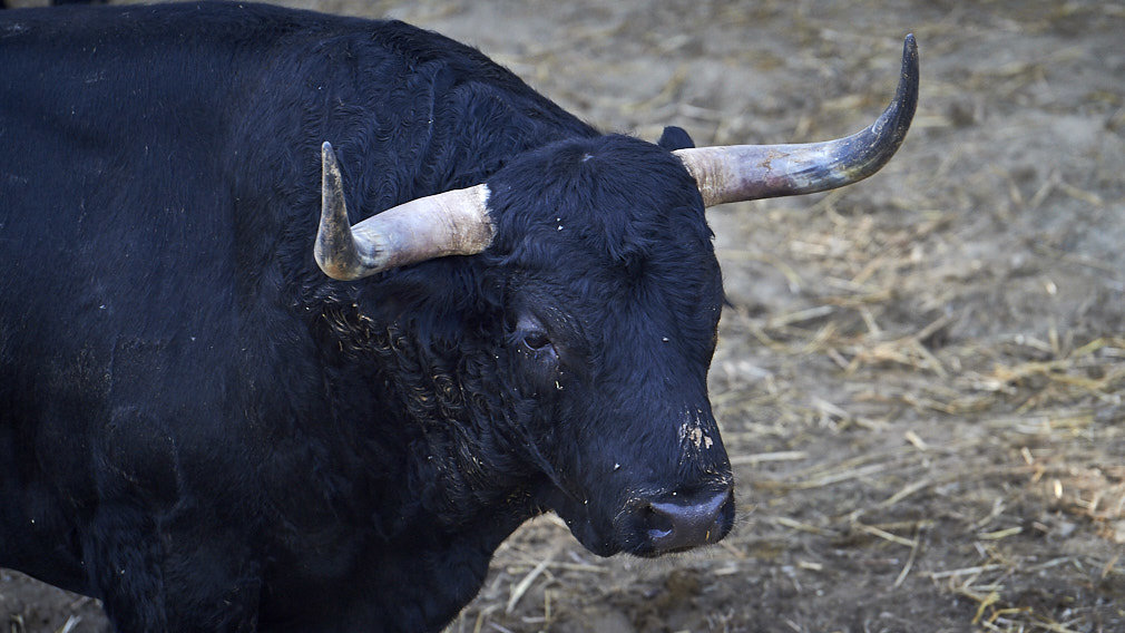 Negros y en puntas: así lucen los toros de Victoriano del Río para el 11 de julio en los corrales del Gas