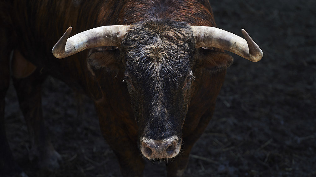 Debutan en San Fermín: los toros de La Palmosilla para el 13 de julio se estrenan en los corrales del Gas
