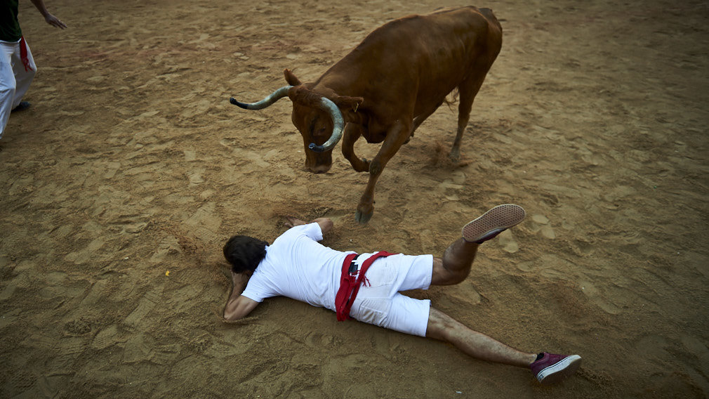 Vaquillas en la plaza de toros tras el encierro. MIGUEL OSÉS