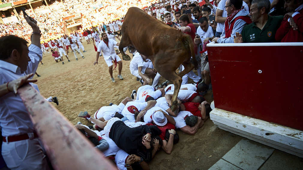 Vaquillas en la plaza de toros tras el encierro. MIGUEL OSÉS