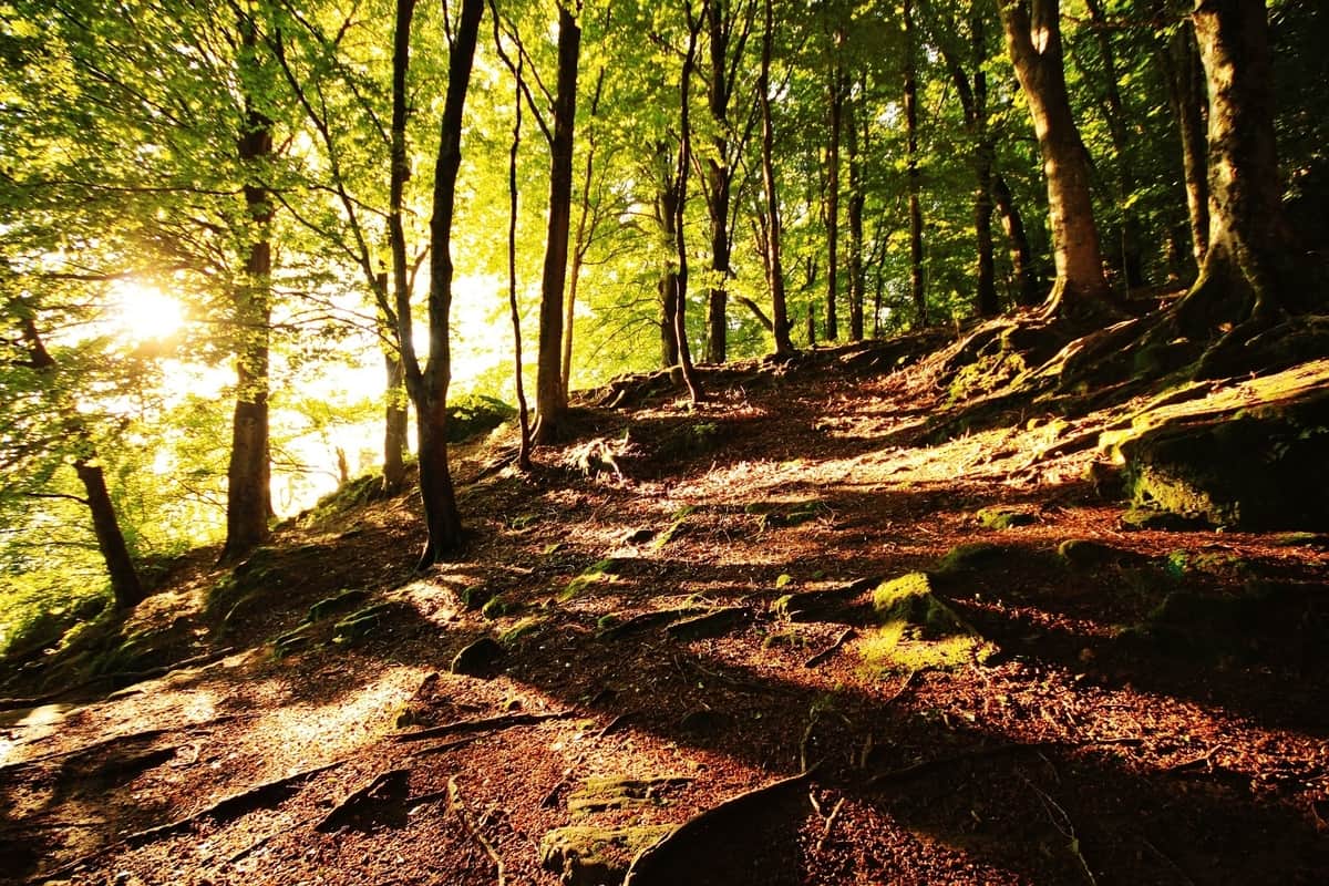 Qué ver Parque Natural de Gorbeia Foto: Pixabay