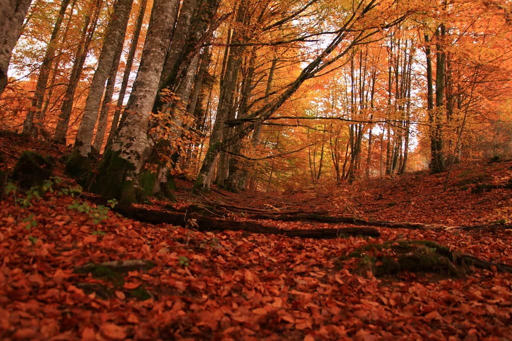 Qué hacer en Navarra en Otoño 2021: 5 planes imprescindibles.