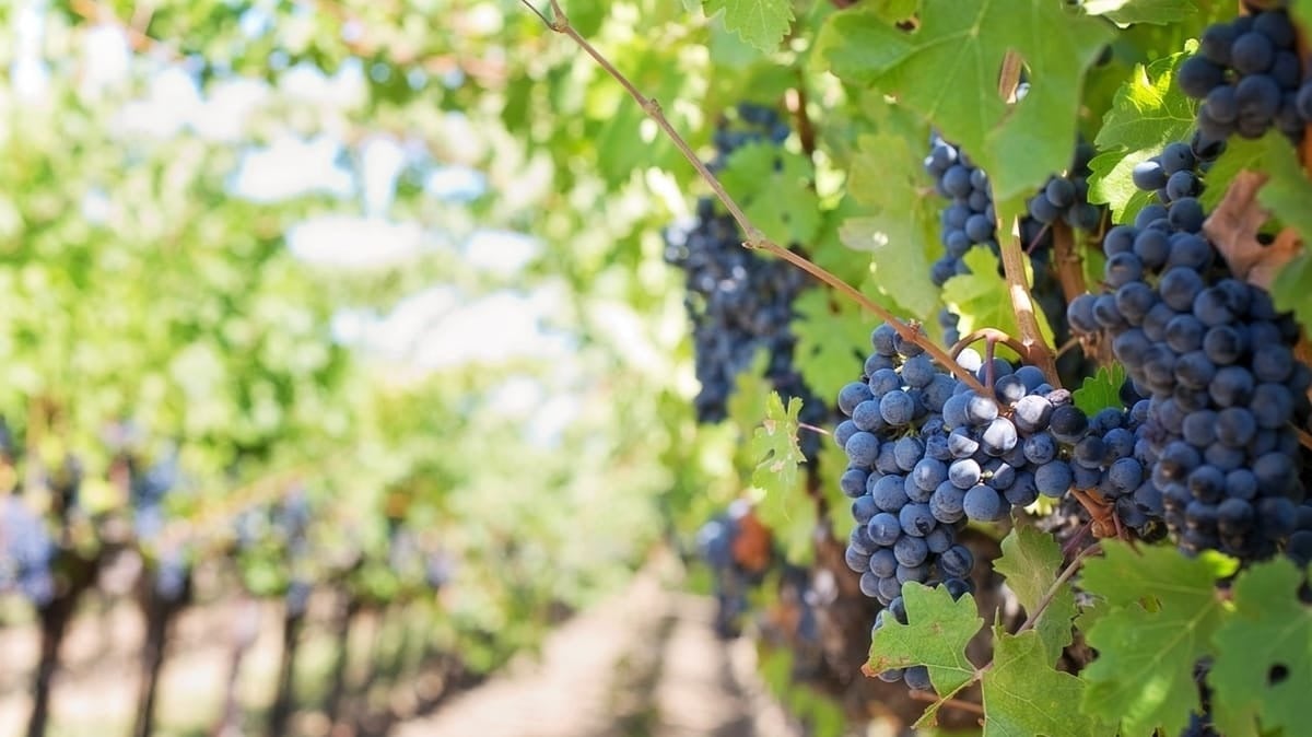 Bodegas Navarra: cuáles son las mejores.