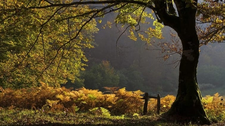Qué ver en la Selva de Irati.