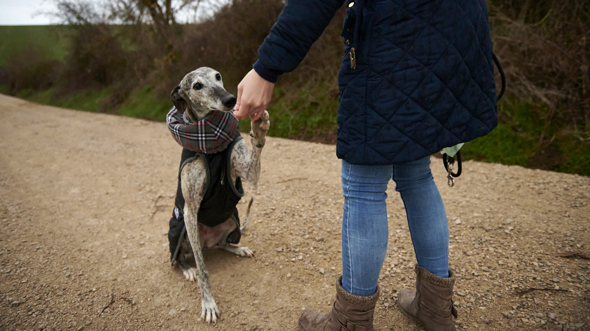 Leia es una de los 13 galgos de Galgoleku que se adoptaron en 2021 en Navarra. IRANZU LARRASOAÑA