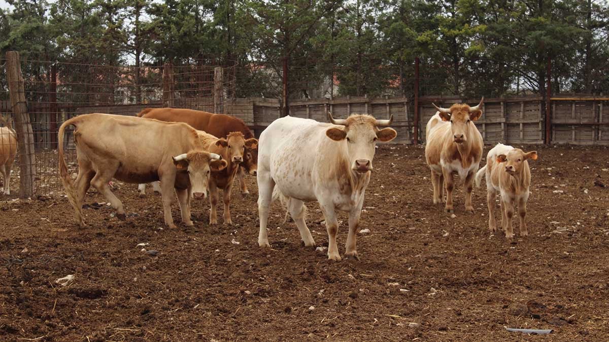 La ganadería que posee Carlos Jordán en Fustiñana, de donde procede la carne de sus hamburguesas. CEDIDA