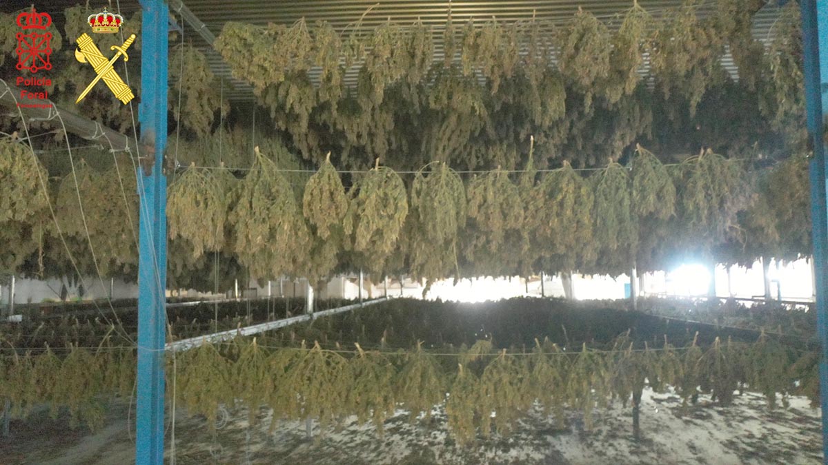 Plantación de marihuana desmantelada por la Guardia Civil y la Policía Foral. - POLICÍA FORAL