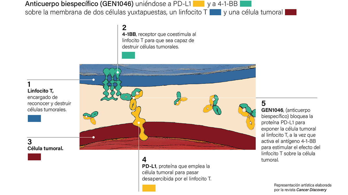 Grafica explicativa sobre el anticuerpo biespecífico (GEN1046). CEDIDA