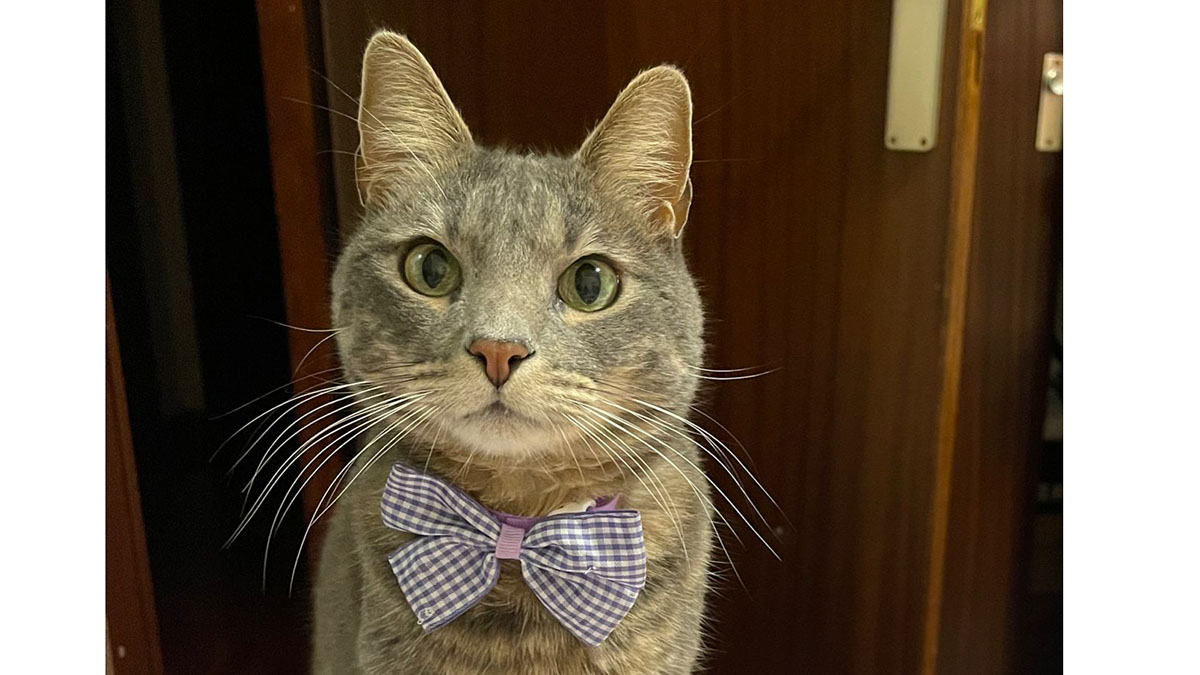 Kira, la gata desaparecida en el barrio de Iturrama. CEDIDA