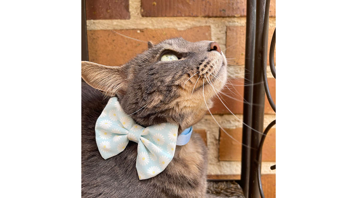 Encontrada Kira, la gata desaparecida en Iturrama la semana pasada. cedida