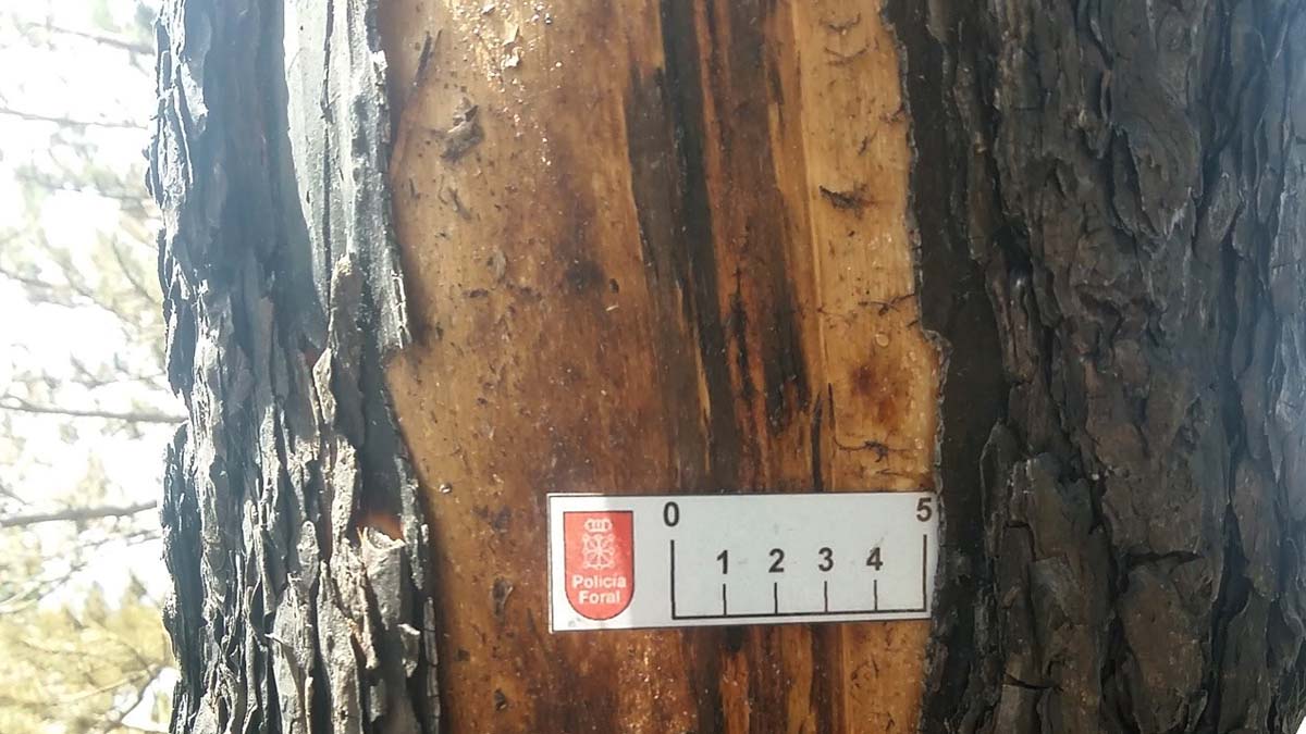 Inspección ocular en el incendio de Leyre. POLICÍA FORAL