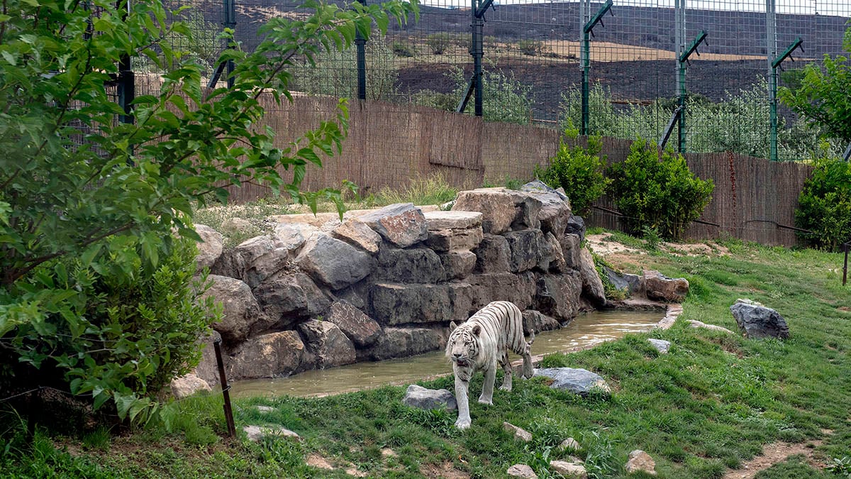 El tigre blanco de Sendaviva y, al fondo, los daños causados por el incendios. CEDIDA.