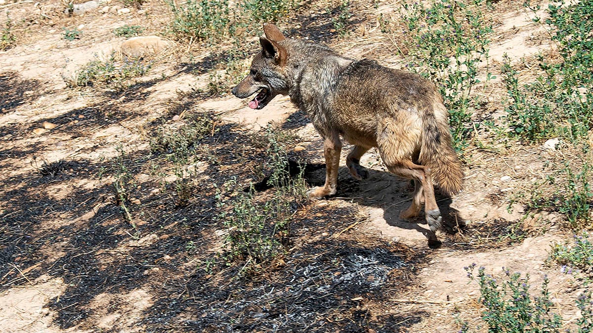 Uno de los lobos de Sendaviva sobre parte de la superficie quemada. CEDIDA