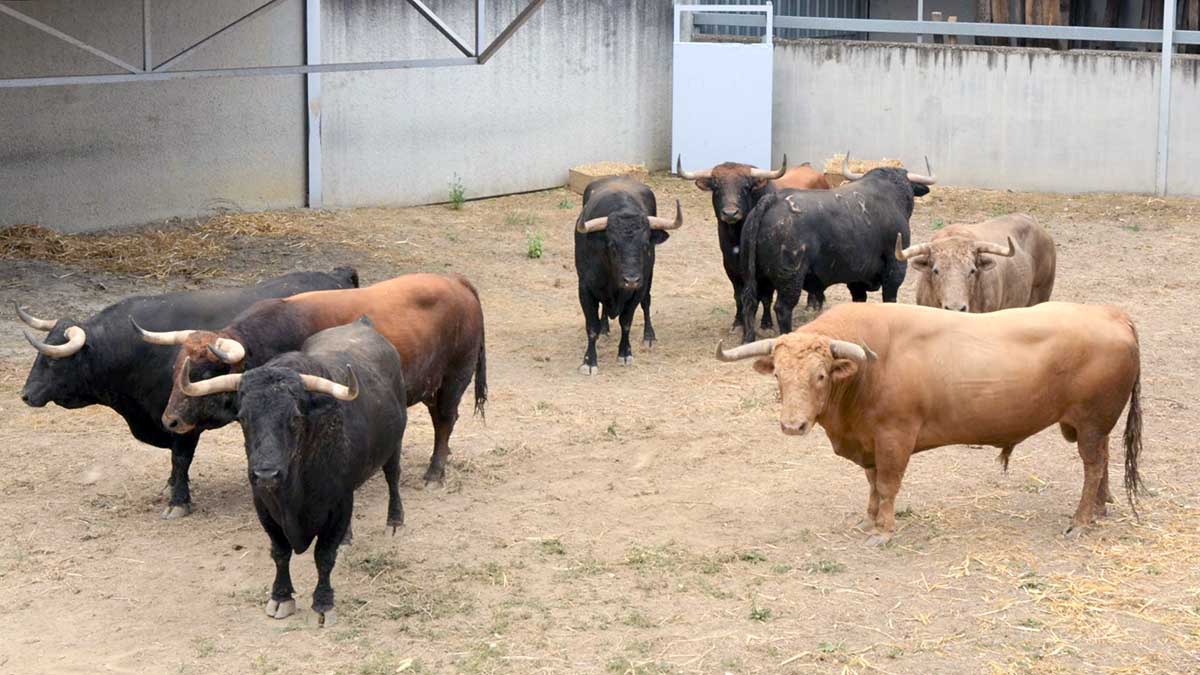 Los toros de Núñez del Cuvillo para la corrida del 7 de julio ya están en los corrales del Gas. FERIA DEL TORO