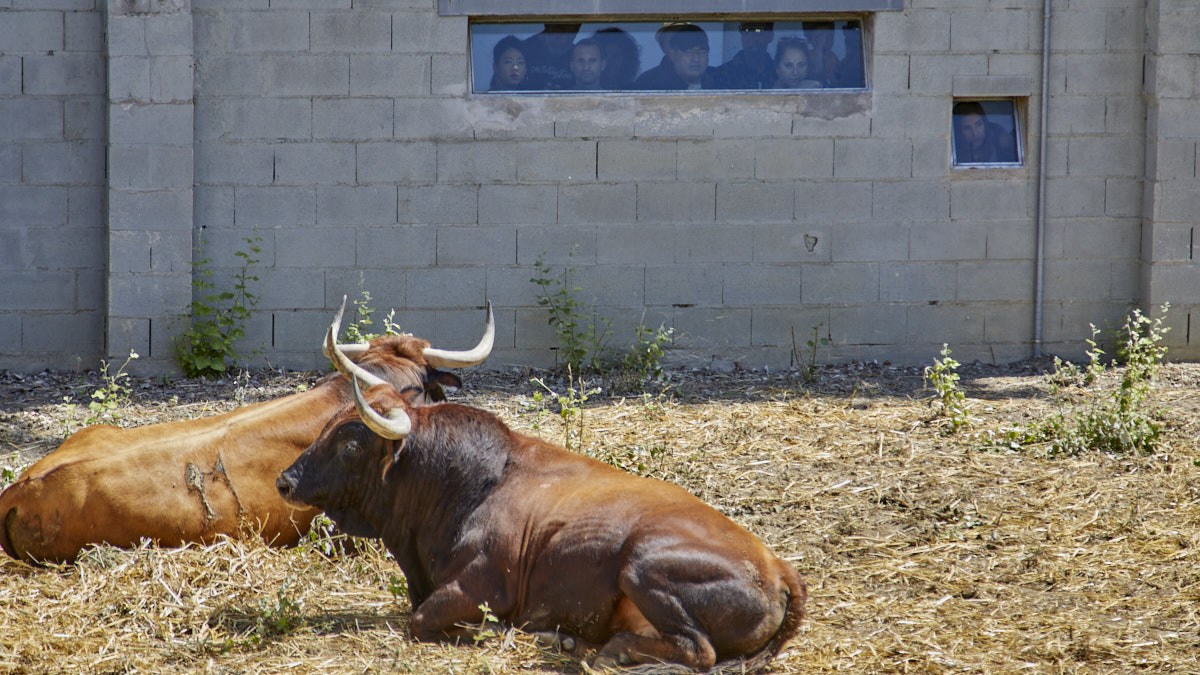 Niños y adultos visitan los Corrales del Gas para ver a los toros que protagonizarán los encierros y las corridas durante los Sanfermines 2022. IÑIGO ALZUGARAY